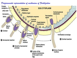 Diagrammatic representation of mechanism of Fertilization
 