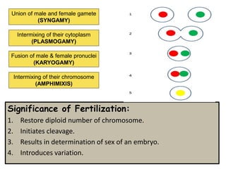 Significance of Fertilization:
1. Restore diploid number of chromosome.
2. Initiates cleavage.
3. Results in determination of sex of an embryo.
4. Introduces variation.
Union of male and female gamete
(SYNGAMY)
Intermixing of their cytoplasm
(PLASMOGAMY)
Fusion of male & female pronuclei
(KARYOGAMY)
Intermixing of their chromosome
(AMPHIMIXIS)
 