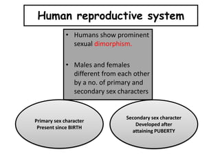 Human reproductive system
• Humans show prominent
sexual dimorphism.
• Males and females
different from each other
by a no. of primary and
secondary sex characters
Primary sex character
Present since BIRTH
Secondary sex character
Developed after
attaining PUBERTY
 