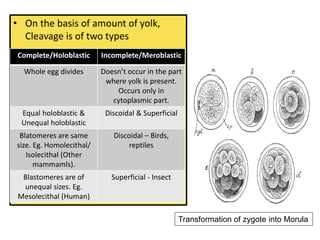 • On the basis of amount of yolk,
Cleavage is of two types
Complete/Holoblastic Incomplete/Meroblastic
Whole egg divides Doesn’t occur in the part
where yolk is present.
Occurs only in
cytoplasmic part.
Equal holoblastic &
Unequal holoblastic
Discoidal & Superficial
Blatomeres are same
size. Eg. Homolecithal/
Isolecithal (Other
mammamls).
Discoidal – Birds,
reptiles
Blastomeres are of
unequal sizes. Eg.
Mesolecithal (Human)
Superficial - Insect
Transformation of zygote into Morula
 