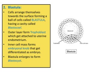 2. Blastula:
• Cells arrange themselves
towards the surface forming a
ball of cells called BLASTULA,
having a cavity called
Blastocoel.
• Outer layer form Trophoblast
which get attached to uterine
endometrium.
• Inner cell mass forms
embryonal knob that get
differentiated as embryo.
• Blastula enlarges to form
Blastocyst.
Blastula
 