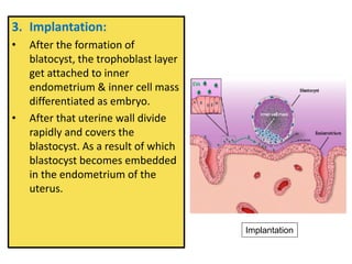 3. Implantation:
• After the formation of
blatocyst, the trophoblast layer
get attached to inner
endometrium & inner cell mass
differentiated as embryo.
• After that uterine wall divide
rapidly and covers the
blastocyst. As a result of which
blastocyst becomes embedded
in the endometrium of the
uterus.
Implantation
 