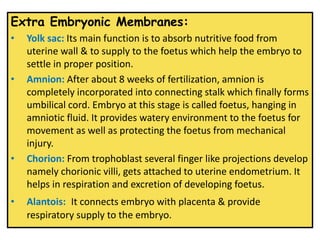 Extra Embryonic Membranes:
• Yolk sac: Its main function is to absorb nutritive food from
uterine wall & to supply to the foetus which help the embryo to
settle in proper position.
• Amnion: After about 8 weeks of fertilization, amnion is
completely incorporated into connecting stalk which finally forms
umbilical cord. Embryo at this stage is called foetus, hanging in
amniotic fluid. It provides watery environment to the foetus for
movement as well as protecting the foetus from mechanical
injury.
• Chorion: From trophoblast several finger like projections develop
namely chorionic villi, gets attached to uterine endometrium. It
helps in respiration and excretion of developing foetus.
• Alantois: It connects embryo with placenta & provide
respiratory supply to the embryo.
 
