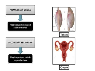 PRIMARY SEX ORGAN
SECONDARY SEX ORGAN
Produce gametes and
sex hormones
Play important role in
reproduction
Testis
Ovary
 