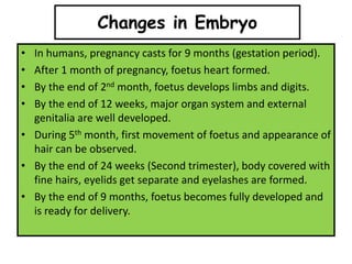 • In humans, pregnancy casts for 9 months (gestation period).
• After 1 month of pregnancy, foetus heart formed.
• By the end of 2nd month, foetus develops limbs and digits.
• By the end of 12 weeks, major organ system and external
genitalia are well developed.
• During 5th month, first movement of foetus and appearance of
hair can be observed.
• By the end of 24 weeks (Second trimester), body covered with
fine hairs, eyelids get separate and eyelashes are formed.
• By the end of 9 months, foetus becomes fully developed and
is ready for delivery.
Changes in Embryo
 