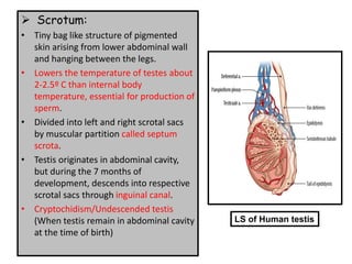 ➢ Scrotum:
• Tiny bag like structure of pigmented
skin arising from lower abdominal wall
and hanging between the legs.
• Lowers the temperature of testes about
2-2.5º C than internal body
temperature, essential for production of
sperm.
• Divided into left and right scrotal sacs
by muscular partition called septum
scrota.
• Testis originates in abdominal cavity,
but during the 7 months of
development, descends into respective
scrotal sacs through inguinal canal.
• Cryptochidism/Undescended testis
(When testis remain in abdominal cavity
at the time of birth)
LS of Human testis
 