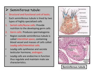 ➢ Seminiferous tubule:
• Structural and functional unit of testis.
• Each seminiferous tubule is lined by two
types of highly specialized cells
1. Sertoli cells/Nurse cells: Provide
nutrition to the developing germ cells
2. Germ cells: Produces spermatogonia
• Region outside seminiferous tubule is
called interstitial space, containing
blood vessel and masses of cells called
Leydig cells/Interstitial cells.
• Leydig cells synthesise and secrete
testicular hormone, androgen.
• Leydig cells are endocrine in function
thus regulate and maintain male sex
characteristics.
Seminiferous tubule
 