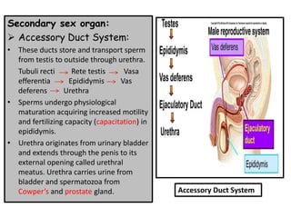 Secondary sex organ:
➢ Accessory Duct System:
• These ducts store and transport sperm
from testis to outside through urethra.
Tubuli recti Rete testis Vasa
efferentia Epididymis Vas
deferens Urethra
• Sperms undergo physiological
maturation acquiring increased motility
and fertilizing capacity (capacitation) in
epididymis.
• Urethra originates from urinary bladder
and extends through the penis to its
external opening called urethral
meatus. Urethra carries urine from
bladder and spermatozoa from
Cowper’s and prostate gland. Accessory Duct System
 