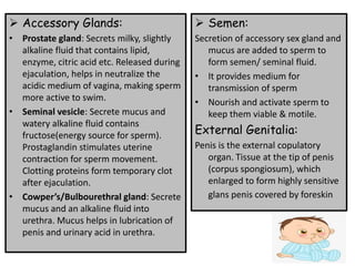 ➢ Accessory Glands:
• Prostate gland: Secrets milky, slightly
alkaline fluid that contains lipid,
enzyme, citric acid etc. Released during
ejaculation, helps in neutralize the
acidic medium of vagina, making sperm
more active to swim.
• Seminal vesicle: Secrete mucus and
watery alkaline fluid contains
fructose(energy source for sperm).
Prostaglandin stimulates uterine
contraction for sperm movement.
Clotting proteins form temporary clot
after ejaculation.
• Cowper’s/Bulbourethral gland: Secrete
mucus and an alkaline fluid into
urethra. Mucus helps in lubrication of
penis and urinary acid in urethra.
➢ Semen:
Secretion of accessory sex gland and
mucus are added to sperm to
form semen/ seminal fluid.
• It provides medium for
transmission of sperm
• Nourish and activate sperm to
keep them viable & motile.
External Genitalia:
Penis is the external copulatory
organ. Tissue at the tip of penis
(corpus spongiosum), which
enlarged to form highly sensitive
glans penis covered by foreskin
 