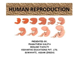 HUMAN REPRODUCTION
PRESENTED BY,
PRAMATHESH KALITA
BIOLOGY FACYLTY
VIDYARTHI ECUCATIONS PVT. LTD.
GUWAHATI, ASSAM (INDIA)
 