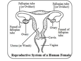 Human reproduction By - Kalpana Wagh [MSc,BEd.] | PPTX