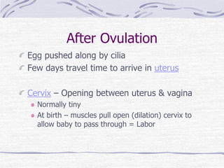 After Ovulation
Egg pushed along by cilia
Few days travel time to arrive in uterus
Cervix – Opening between uterus & vagina
Normally tiny
At birth – muscles pull open (dilation) cervix to
allow baby to pass through = Labor
 