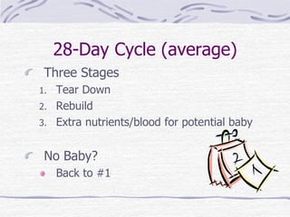28-Day Cycle (average)
Three Stages
1. Tear Down
2. Rebuild
3. Extra nutrients/blood for potential baby
No Baby?
Back to #1
 