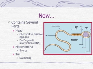 Now…
Contains Several
Parts:
Head
Chemical to dissolve
egg goo
Dad’s genetic
information (DNA)
Mitochondria
Energy
Tail
Swimming
 