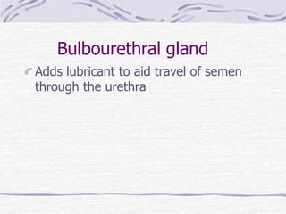 Bulbourethral gland
Adds lubricant to aid travel of semen
through the urethra
 