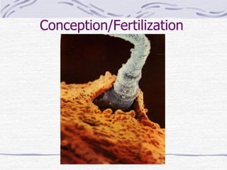 Conception/Fertilization
 