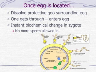 Once egg is located…
Dissolve protective goo surrounding egg
One gets through – enters egg
Instant biochemical change in zygote
No more sperm allowed in
 