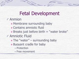 Fetal Development
Anmion
Membrane surrounding baby
Contains amniotic fluid
Breaks just before birth = “water broke”
Amniotic Fluid
The “water” – surrounding baby
Buoyant cradle for baby
Protection
Free movement
 