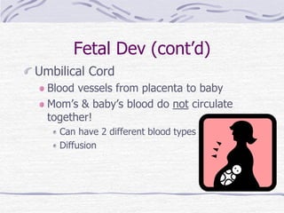 Fetal Dev (cont’d)
Umbilical Cord
Blood vessels from placenta to baby
Mom’s & baby’s blood do not circulate
together!
Can have 2 different blood types
Diffusion
 