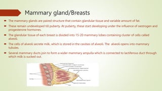 Mammary gland/Breasts
 The mammary glands are paired structure that contain glandular tissue and variable amount of fat.
 These remain undeveloped till puberty. At puberty, these start developing under the influence of oestrogen and
progesterone hormones.
 The glandular tissue of each breast is divided into 15-20 mammary lobes containing cluster of cells called
alveoli.
 The cells of alveoli secrete milk, which is stored in the cavities of alveoli. The alveoli opens into mammary
tubules.
 Several mammary ducts join to form a wider mammary ampulla which is connected to lactiferous duct through
which milk is sucked out.
 