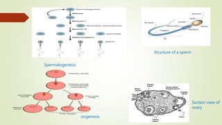 Section view of
ovary
oogenesis
Structure of a sperm
Spermatogenesis
 