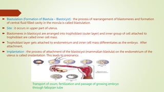  Blastulation (Formation of Blastula – Blastocyst) : the process of rearrangement of blastomeres and formation
of central fluid filled cavity in the morula is called blastulation.
 Site : it occurs in upper part of uterus.
 Blastomeres in blastocyst are arranged into trophoblast (outer layer) and inner group of cell attached to
trophoblast are called inner cell mass.
 Trophoblast layer gets attached to endometrium and inner cell mass differentiates as the embryo. After
attachment,
 Implantation : the process of attachment of the blastocyst (mammalian blastula) on the endometrium of the
uterus is called implantation. This leads to pregnancy.
Transport of ovum, fertilization and passage of growing embryo
through fallopian tube
 