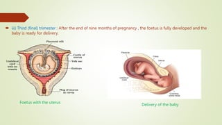  iii) Third (final) trimester : After the end of nine months of pregnancy , the foetus is fully developed and the
baby is ready for delivery.
Foetus with the uterus
Delivery of the baby
 