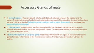 Accessory Glands of male
 1) Seminal vesicles : these are paired, tubular, coiled glands situated between the bladder and the
rectum. They secrete viscous fluid which constitutes the main part of the ejaculate. Seminal fluid contains
fructose, citric acid, inositol(help with mental condition such as panic, depression) and prostaglandins
(group of lipids or hormone).
 2) Prostate gland : the prostate is a walnut-sized gland located between the bladder and the penis.
Prostate secretes fluid that nourishes and protects sperm. The alkaline secretions of prostate gland help
the sperm to become active.
 3)Bulbourethral glands or Cowper’s gland : the bulbourethral glands are a pair of pea shaped exocrine
glands located posterolateral to the membranous urethra. Provide mucus protein that lubricate the
urethra.
 
