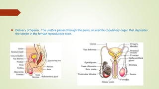  Delivery of Sperm : The urethra passes through the penis, an erectile copulatory organ that deposites
the semen in the female reproductive tract.
 