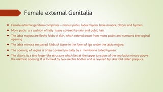 Female external Genitalia
 Female external genitalia comprises – monus pubis, labia majora, labia minora, clitoris and hymen.
 Mons pubis is a cushion of fatty tissue covered by skin and pubic hair.
 The labia majora are fleshy folds of skin, which extend down from mons pubis and surround the vaginal
opening.
 The labia minora are paired folds of tissue in the form of lips under the labia majora.
 The opening of vagina is often covered partially by a membrane called hymen.
 The clitoris is a tiny finger-like structure which lies at the upper junction of the two labia minora above
the urethral opening. It is formed by two erectile bodies and is covered by skin fold called prepuce.
 