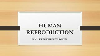 HUMAN
REPRODUCTION
FEMALE REPRODUCTIVE SYSTEM
 