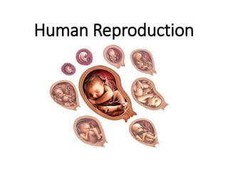 Human Reproduction
 