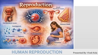 Reproduction Class 11 HUMAN REPRODUCTION Class 12 || CBSE || CHSE || Biology | PDF