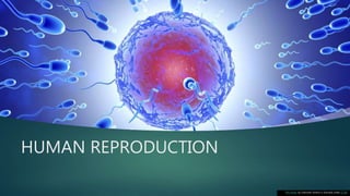 HUMAN REPRODUCTION
This Photo by Unknown Author is licensed under CC BY
 