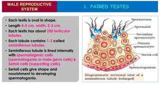 • Each testis is oval in shape.
• Length 4-5 cm, width: 2-3 cm.
• Each testis has about 250 testicular
lobules.
• Each lobule contains 1-3 coiled
seminiferous tubules.
• Seminiferous tubule is lined internally
with spermatogenic cells
(spermatogonia or male germ cells) &
Sertoli cells (supporting cells).
• Sertoli cells give shape and
nourishment to developing
spermatogonia.
1. PAIRED TESTES
MALE REPRODUCTIVE
SYSTEM
 