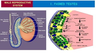 MALE REPRODUCTIVE
SYSTEM
1. PAIRED TESTES
 