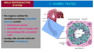 1. PAIRED TESTES
MALE REPRODUCTIVE
SYSTEM
• The regions outside the
seminiferous tubules (interstitial
spaces) contain
➢ Small blood vessels.
➢ Interstitial cells or Leydig cells.
➢ Immunologically competent
cells.
• Leydig cells secrete testicular
hormones (androgens).
 