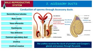2. ACCESSORY DUCTS
MALE REPRODUCTIVE
SYSTEM
Urethral meatus
Urethra
Common ejaculatory duct
Vas deferens
Epididymis
Vasa efferentia
Rete testis
Seminiferous tubules
Conduction of sperms through Accessory ducts
The urethra receives the ducts of prostate and Cowper’s
glands and passes through the penis.
 