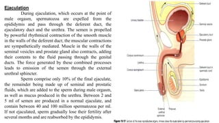 Ejaculation
During ejaculation, which occurs at the point of
male orgasm, spermatozoa are expelled from the
epididymis and pass through the deferent duct, the
ejaculatory duct and the urethra. The semen is propelled
by powerful rhythmical contraction of the smooth muscle
in the walls of the deferent duct; the muscular contractions
are sympathetically mediated. Muscle in the walls of the
seminal vesicles and prostate gland also contracts, adding
their contents to the fluid passing through the genital
ducts. The force generated by these combined processes
leads to emission of the semen through the external
urethral sphincter.
Sperm comprise only 10% of the final ejaculate,
the remainder being made up of seminal and prostatic
fluids, which are added to the sperm during male orgasm,
as well as mucus produced in the urethra. Between 2 and
5 ml of semen are produced in a normal ejaculate, and
contain between 40 and 100 million spermatozoa per ml.
If not ejaculated, sperm gradually lose their fertility after
several months and are reabsorbed by the epididymis.
 
