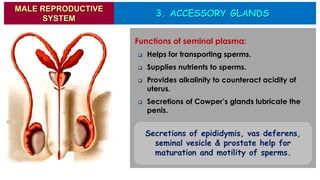 3. ACCESSORY GLANDS
MALE REPRODUCTIVE
SYSTEM
Functions of seminal plasma:
❑ Helps for transporting sperms.
❑ Supplies nutrients to sperms.
❑ Provides alkalinity to counteract acidity of
uterus.
❑ Secretions of Cowper’s glands lubricate the
penis.
Secretions of epididymis, vas deferens,
seminal vesicle & prostate help for
maturation and motility of sperms.
 
