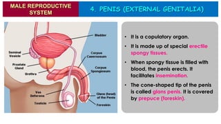 4. PENIS (EXTERNAL GENITALIA)
MALE REPRODUCTIVE
SYSTEM
• It is a copulatory organ.
• It is made up of special erectile
spongy tissues.
• When spongy tissue is filled with
blood, the penis erects. It
facilitates insemination.
• The cone-shaped tip of the penis
is called glans penis. It is covered
by prepuce (foreskin).
 