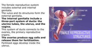 The female reproductive system
includes external and internal
genitalia.
The vulva and its structures form the
external genitalia.
The internal genitalia include a
three-part system of ducts: the
uterine tubes, the uterus, and the
vagina.
This system of ducts connects to the
ovaries, the primary reproductive
organs.
The ovaries produce egg cells and
release them for fertilization.
Fertilized eggs develop inside the
uterus.
 