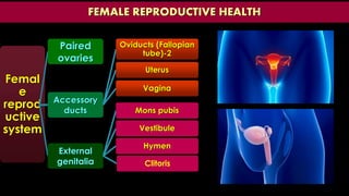 Femal
e
reprod
uctive
system
Paired
ovaries
Accessory
ducts
Oviducts (Fallopian
tube)-2
Uterus
Vagina
External
genitalia
Mons pubis
Vestibule
Hymen
Clitoris
FEMALE REPRODUCTIVE HEALTH
 