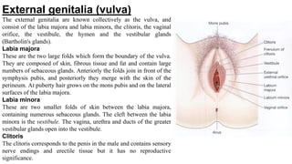 External genitalia (vulva)
The external genitalia are known collectively as the vulva, and
consist of the labia majora and labia minora, the clitoris, the vaginal
orifice, the vestibule, the hymen and the vestibular glands
(Bartholin's glands).
Labia majora
These are the two large folds which form the boundary of the vulva.
They are composed of skin, fibrous tissue and fat and contain large
numbers of sebaceous glands. Anteriorly the folds join in front of the
symphysis pubis, and posteriorly they merge with the skin of the
perineum. At puberty hair grows on the mons pubis and on the lateral
surfaces of the labia majora.
Labia minora
These are two smaller folds of skin between the labia majora,
containing numerous sebaceous glands. The cleft between the labia
minora is the vestibule. The vagina, urethra and ducts of the greater
vestibular glands open into the vestibule.
Clitoris
The clitoris corresponds to the penis in the male and contains sensory
nerve endings and erectile tissue but it has no reproductive
significance.
 