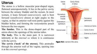 Uterus
The uterus is a hollow muscular pear-shaped organ,
flattened anteroposteriorly. It lies in the pelvic cavity
between the urinary bladder and the rectum. In most
women, it leans forward (anteversiori), and is bent
forward (anteflexiori) almost at right angles to the
vagina, so that its anterior wall rests partly against the
bladder below, and forming the vesicouterine pouch
between the two organs.
The fundus. This is the dome-shaped part of the
uterus above the openings of the uterine tubes.
The body. This is the main part. It is narrowest
inferiorly at the internal os where it is continuous
with the cervix.
The cervix ('neck' of the uterus). This protrudes
through the anterior wall of the vagina, opening into
it at the external openings.
 