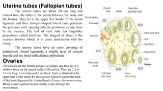 Uterine tubes (Fallopian tubes)
The uterine tubes are about 10 cm long and
extend from the sides of the uterus between the body and
the fundus. They lie in the upper free border of the broad
ligament and their trumpet-shaped lateral ends penetrate
the posterior wall, opening into the peritoneal cavity close
to the ovaries. The end of each tube has fingerlike
projections called fimbriae. The longest of these is the
ovarian fimbria which is in close association with the
ovary.
The uterine tubes have an outer covering of
peritoneum (broad ligament), a middle layer of smooth
muscle and are lined with ciliated epithelium.
Ovaries
The ovaries are the female gonads, or glands, and they lie in a
shallow fossa on the lateral walls of the pelvis. They are 2.5 to
3.5 cm long, 2 cm wide and 1 cm thick. Each is attached to the
upper part of the uterus by the ovarian ligament and to the back
of the broad ligament by a broad band of tissue, the mesovarium.
Blood vessels and nerves pass to the ovary through the
mesovarium
 