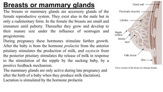 Breasts or mammary glands
The breasts or mammary glands are accessory glands of the
female reproductive system. They exist also in the male but in
only a rudimentary form. In the female the breasts are small and
immature until puberty. Thereafter they grow and develop to
their mature size under the influence of oestrogen and
progesterone.
During pregnancy these hormones stimulate further growth.
After the baby is born the hormone prolactin from the anterior
pituitary stimulates the production of milk, and oxytocin from
the posterior pituitary stimulates the release of milk in response
to the stimulation of the nipple by the sucking baby, by a
positive feedback mechanism.
The mammary glands are only active during late pregnancy and
after the birth of a baby when they produce milk (lactation).
Lactation is stimulated by the hormone prolactin
 