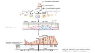 Human reproduction by BNP.pdf