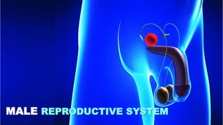 MALE REPRODUCTIVE SYSTEM
 