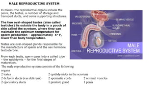 The male reproductive system consists of the following
organs
2 testes 2 epididymides in the scrotum
2 deferent ducts (vas deferens) 2 spermatic cords 2 seminal vesicles
2 ejaculatory ducts 1 prostate gland 1 penis
 
